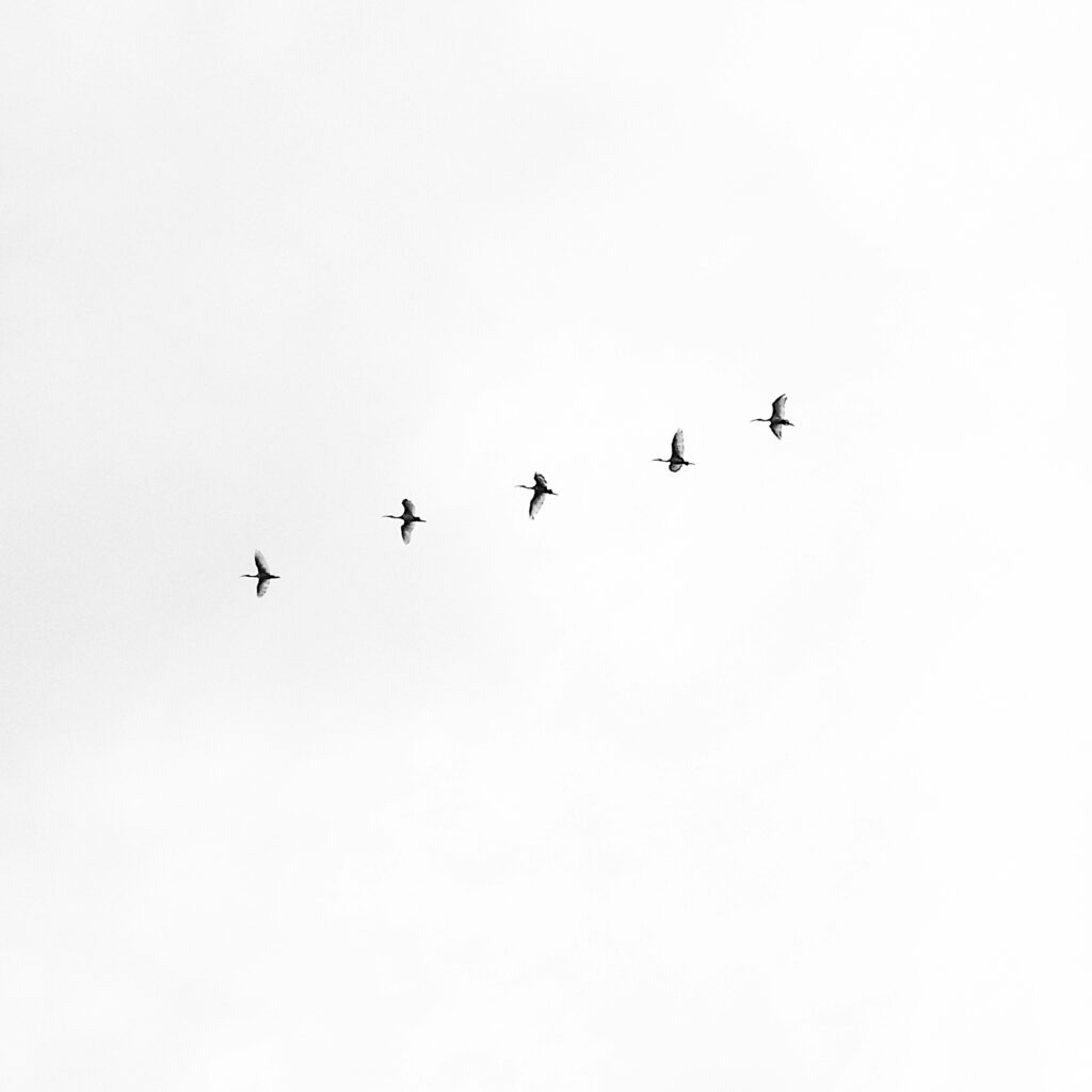 Bird flying